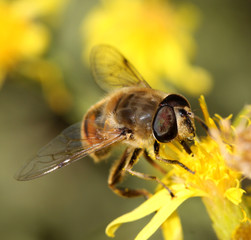 Bee