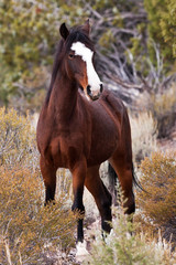 Wild Open Range Horse