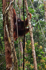 Male orang utan hanging in a tree