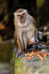 Macaque monkey eating