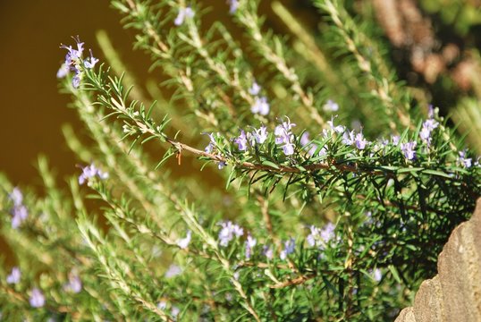 rosmarino-pianta aromatica