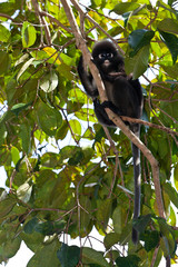 Dusky leaf monkey sitting in a tree