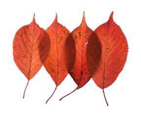 colorful overlapping autumnal leaves isolated on white