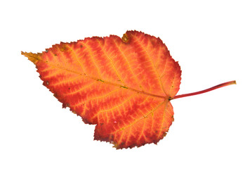colorful autumnal leaf isolated on white background;