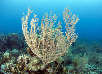 Coral reef Gorgonian sea rod