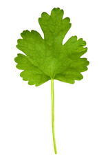 Coriander Leaf