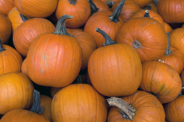 Pile of pumpkins