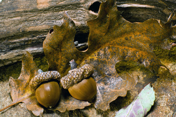 Autumn Leaves with acorn