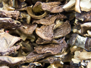 dry mushrooms2