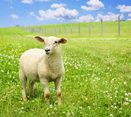 Schattige jonge schapen