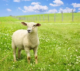 Photo sur Plexiglas Moutons Jeune mouton mignon