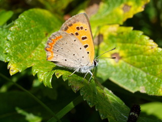 Butterflies of Kunashir, Lycaena phlaeas, Kuriles 1