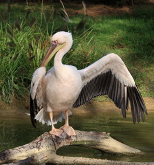 toilette du grand pélican blanc