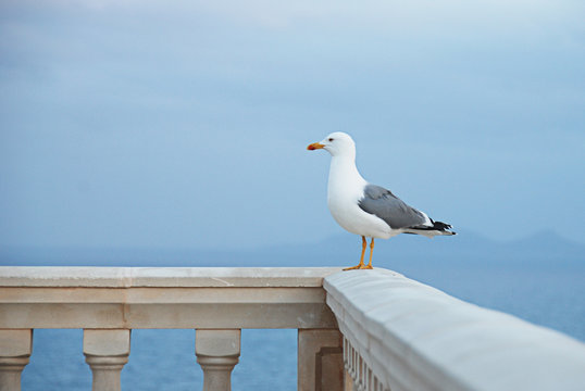 M&ouml;we