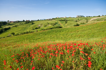 Obraz premium Typical Tuscan landscape