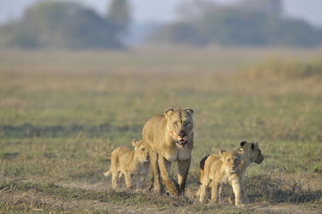 Plakat Lioness po polowania z młodymi.