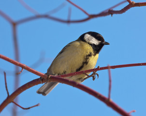 titmouse