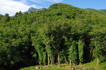 Fototapeta na wymiar Forêt de corse et Monte Cinto