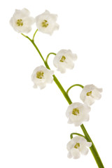 Obraz premium Lily of the valley isolated