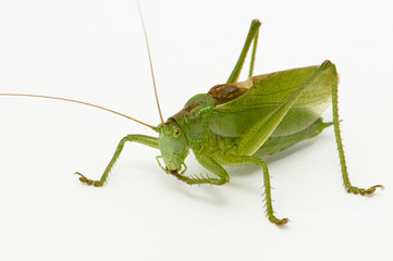 Grasshopper sitting on a white background