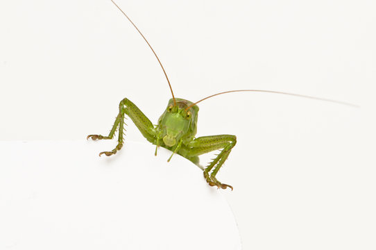 Grasshopper sitting on a blank round space watching