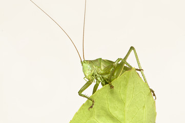 Grasshopper sitting on a leaf watching