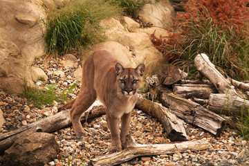 Fototapeta na wymiar Mountain lion, cougar lub puma