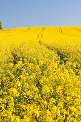 rape field