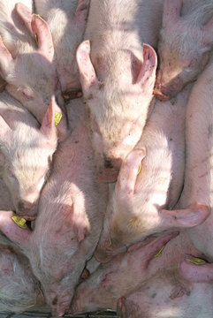 Gruppo di maialini