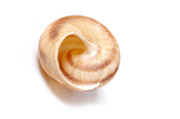 Beautiful sea shell. isolated on white background