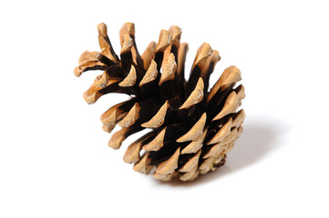 beautiful pine cone isolated on white background