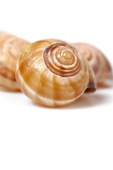 many Beautiful sea shell. isolated on white background