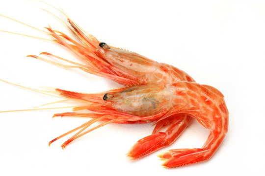 shrimp