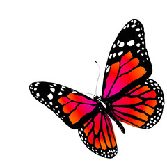 Fototapeta na wymiar Butterfly isolated on white. 3d illustration.