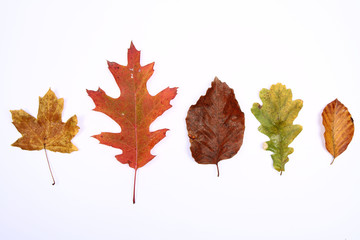 Autumn leaves on white background