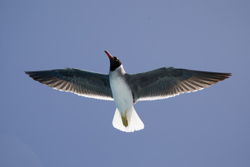 Seagull