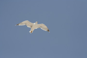 Seagull
