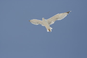 Seagull