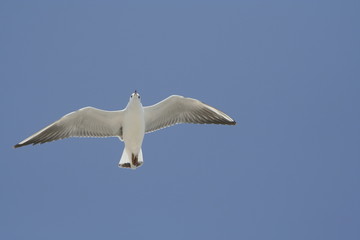 Seagull
