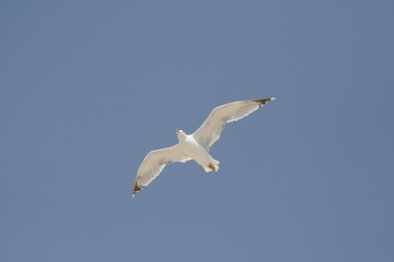 Seagull