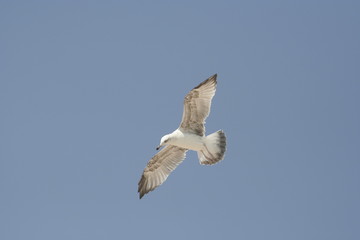 Seagull