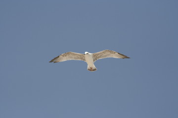 Seagull