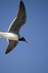 Seagull