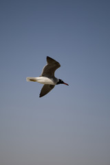 Seagull
