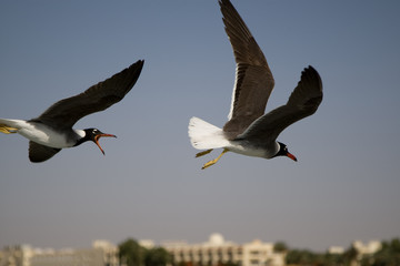 Seagull