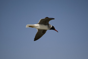 Seagull