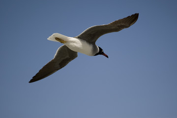 Obraz premium Seagull