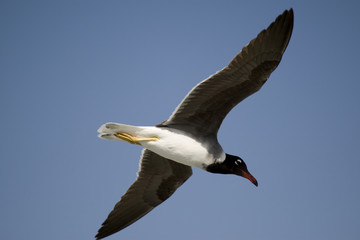 Seagull