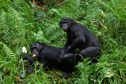 Bonobo Mating.