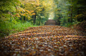 Der Waldweg - 27014341